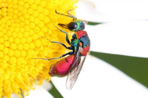 Pseudochrysis uniformis